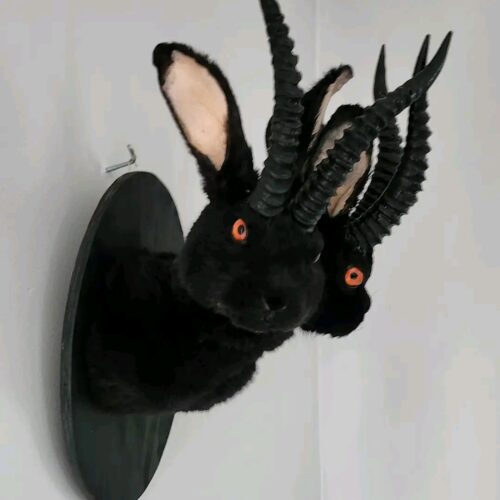 WhatsApp Image 2026-06-05 at 4.49.00 PM (1) Black Horned Rabbit Taxidermy Mount – Two-Faced Jackalope Style