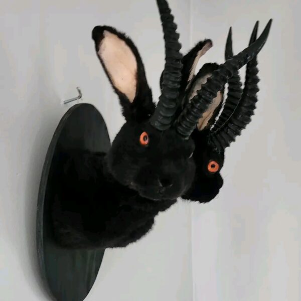 Black Horned Rabbit Taxidermy Mount – Two-Faced Jackalope Style