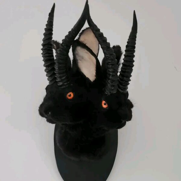 Black Horned Rabbit Taxidermy Mount – Two-Faced Jackalope Style