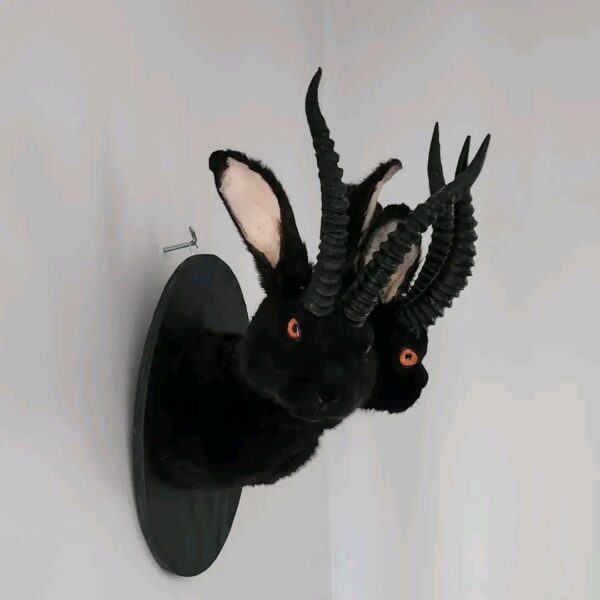 Black Horned Rabbit Taxidermy Mount – Two-Faced Jackalope Style