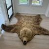 Brown Bear Taxidermy Rug – Full Skin with Head