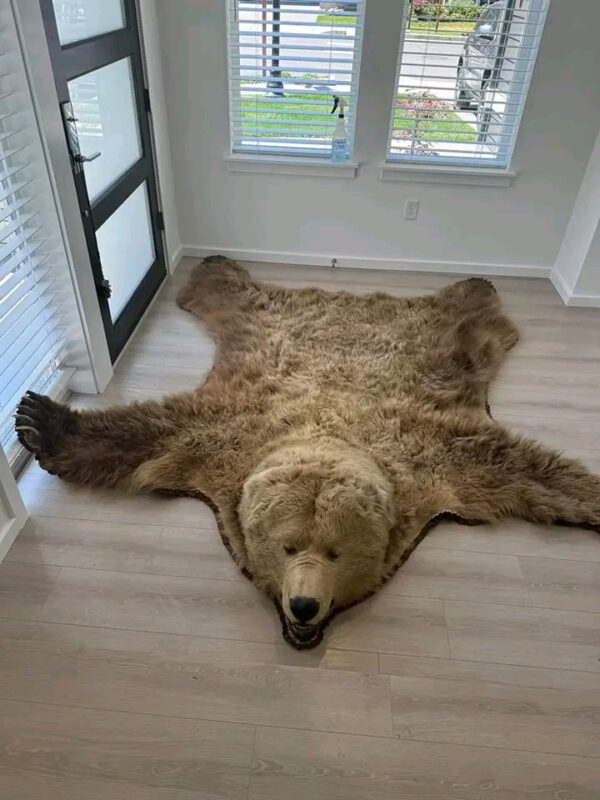 Brown Bear Taxidermy Rug – Full Skin with Head