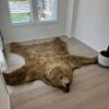 Brown Bear Taxidermy Rug – Full Skin with Head