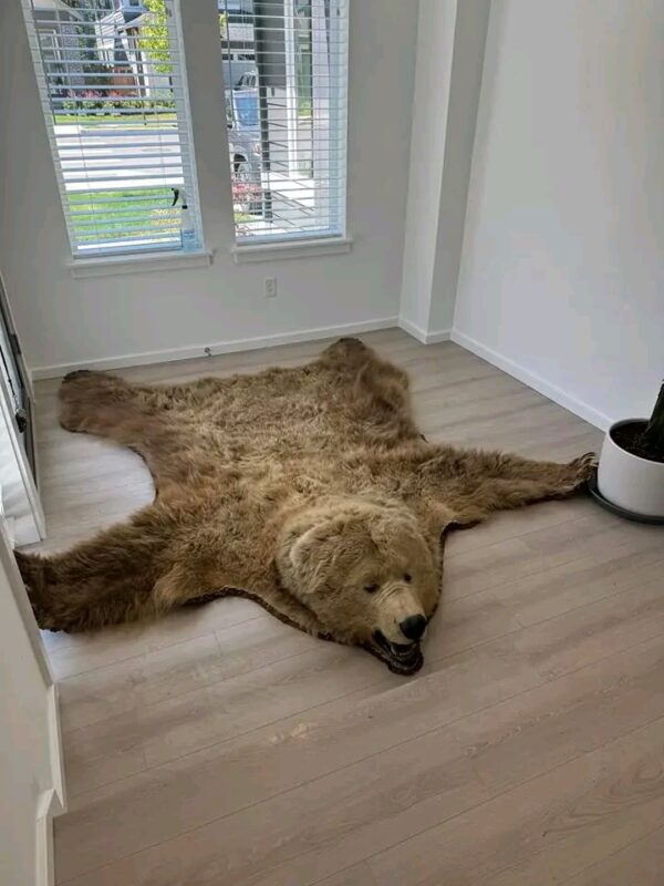 Brown Bear Taxidermy Rug – Full Skin with Head