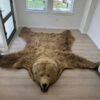 Brown Bear Taxidermy Rug – Full Skin with Head