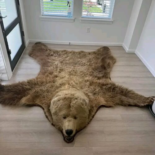 WhatsApp Image 2026-06-05 at 4.49.03 PM Brown Bear Taxidermy Rug – Full Skin with Head