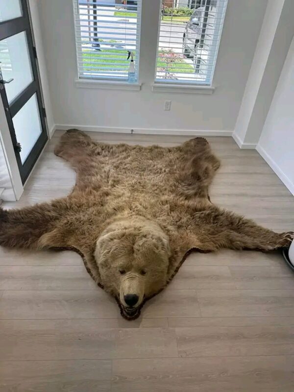 Brown Bear Taxidermy Rug – Full Skin with Head